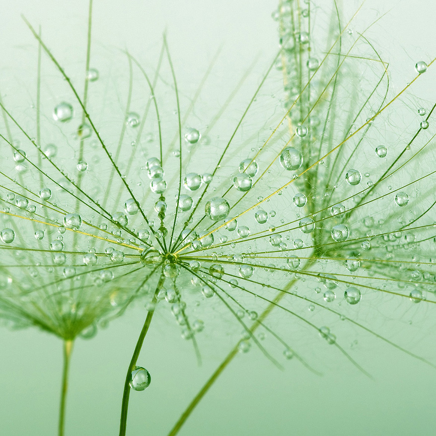 Dandelions up close with water droplets